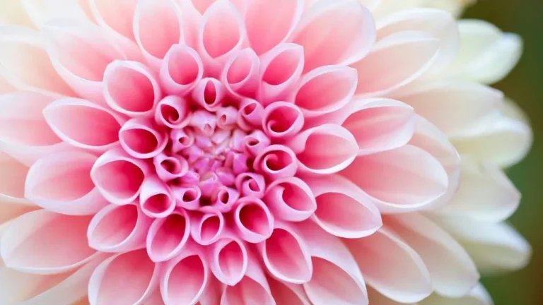 Dahlias Test the Limits of Even Passionate Gardeners - Featured image