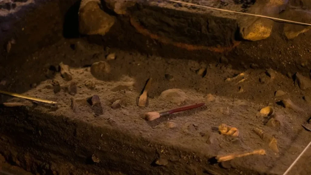 Thunder Beast Remains Discovered in Oceanside Excavation - Featured image