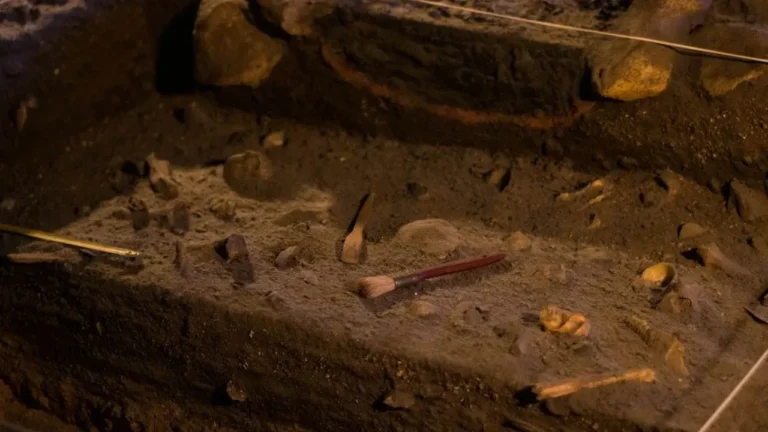 Thunder Beast Remains Discovered in Oceanside Excavation - Featured image