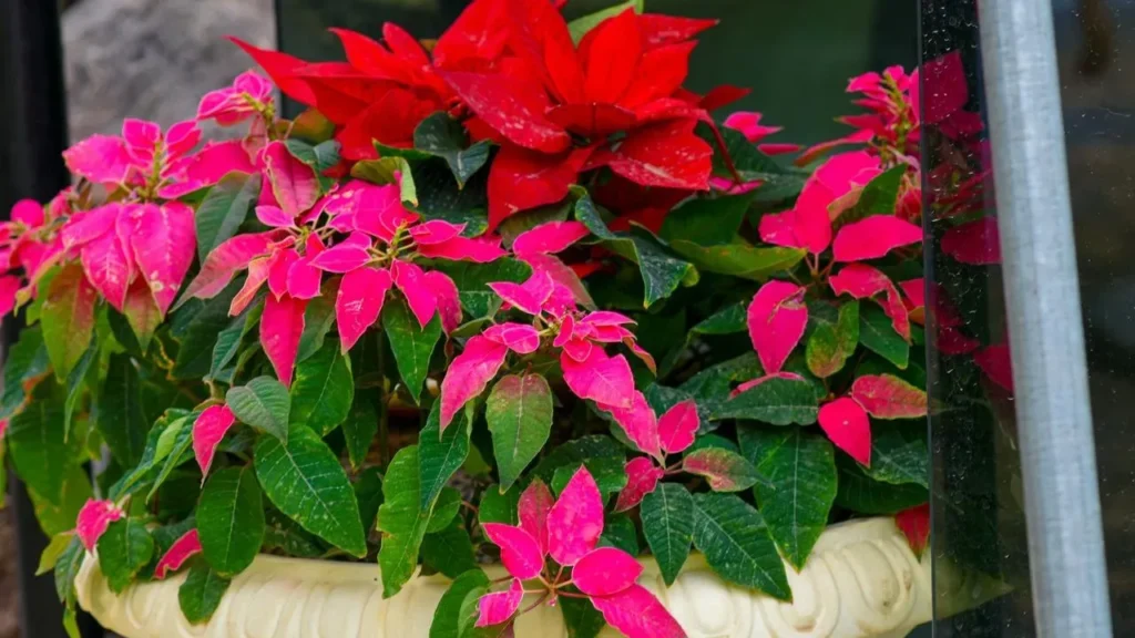 The October Darkness Routine That Turns Poinsettias Red for Christmas - Featured image