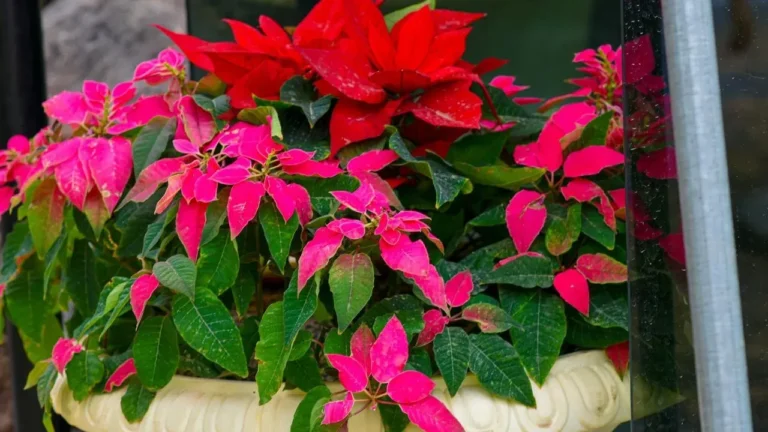 The October Darkness Routine That Turns Poinsettias Red for Christmas - Featured image