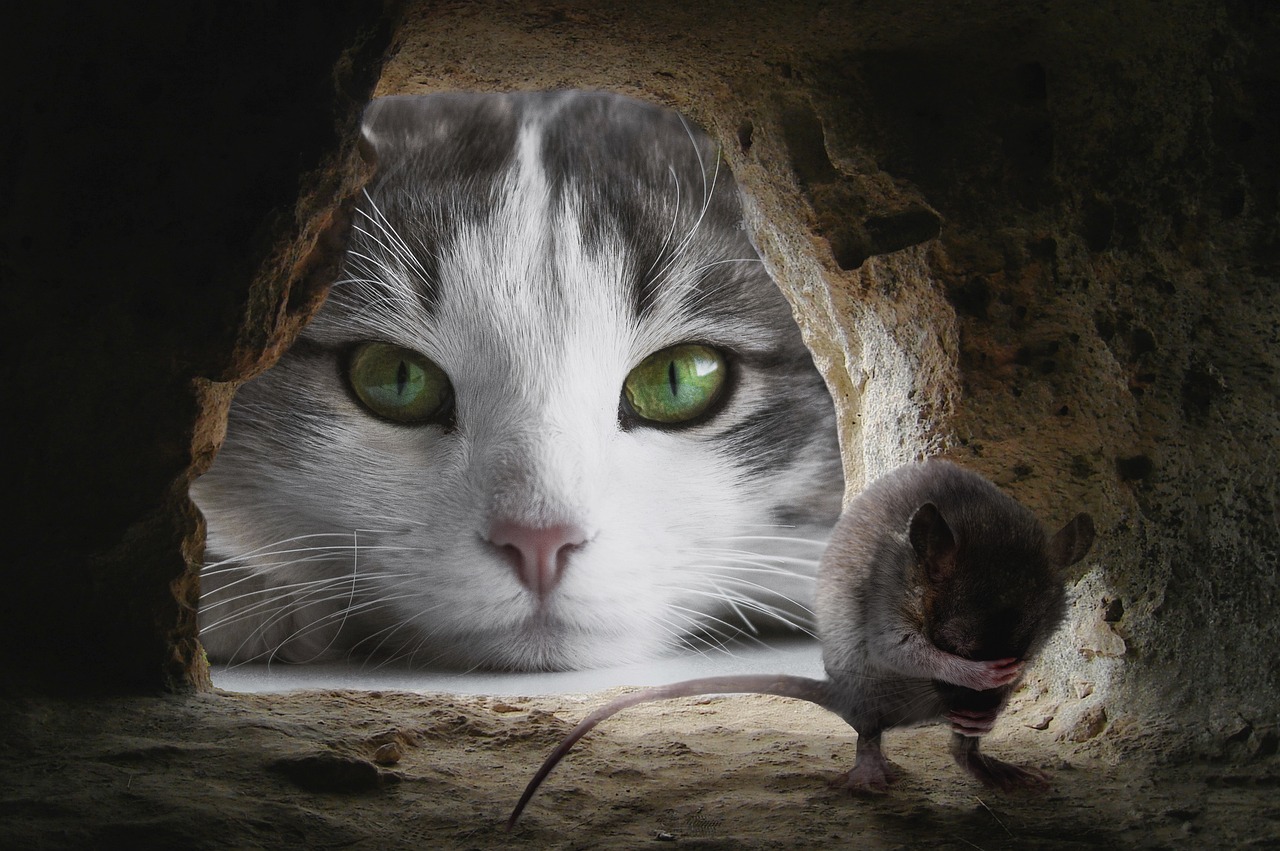 The Reason Cats Bring You "Gifts" Like Dead Bugs or Toys
