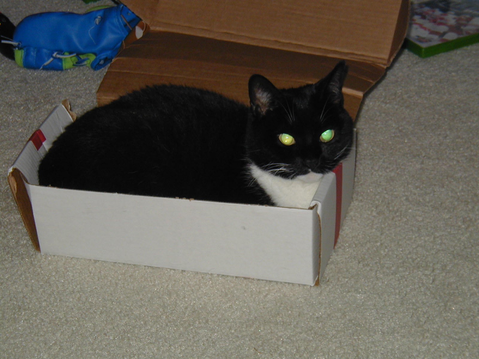 Why Cats Choose Boxes Over Expensive Beds Every Time