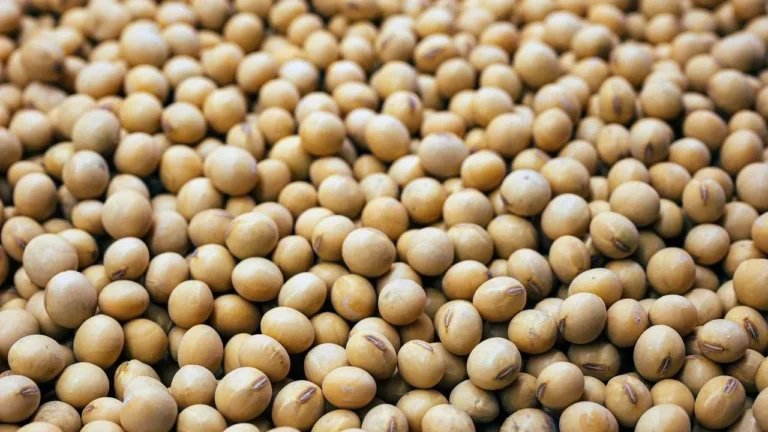 The Unseen Soybean: How One Crop Quietly Reshaped the American Diet - Featured image