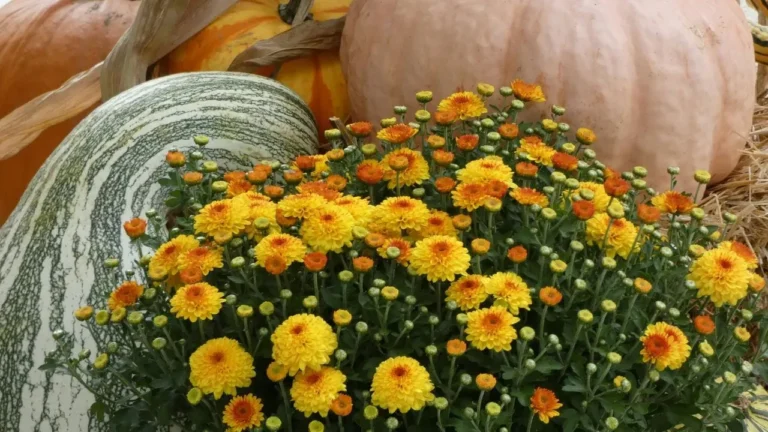 Mums: The Effortless Way to Dress Up Your Front Porch for Fall - Featured image