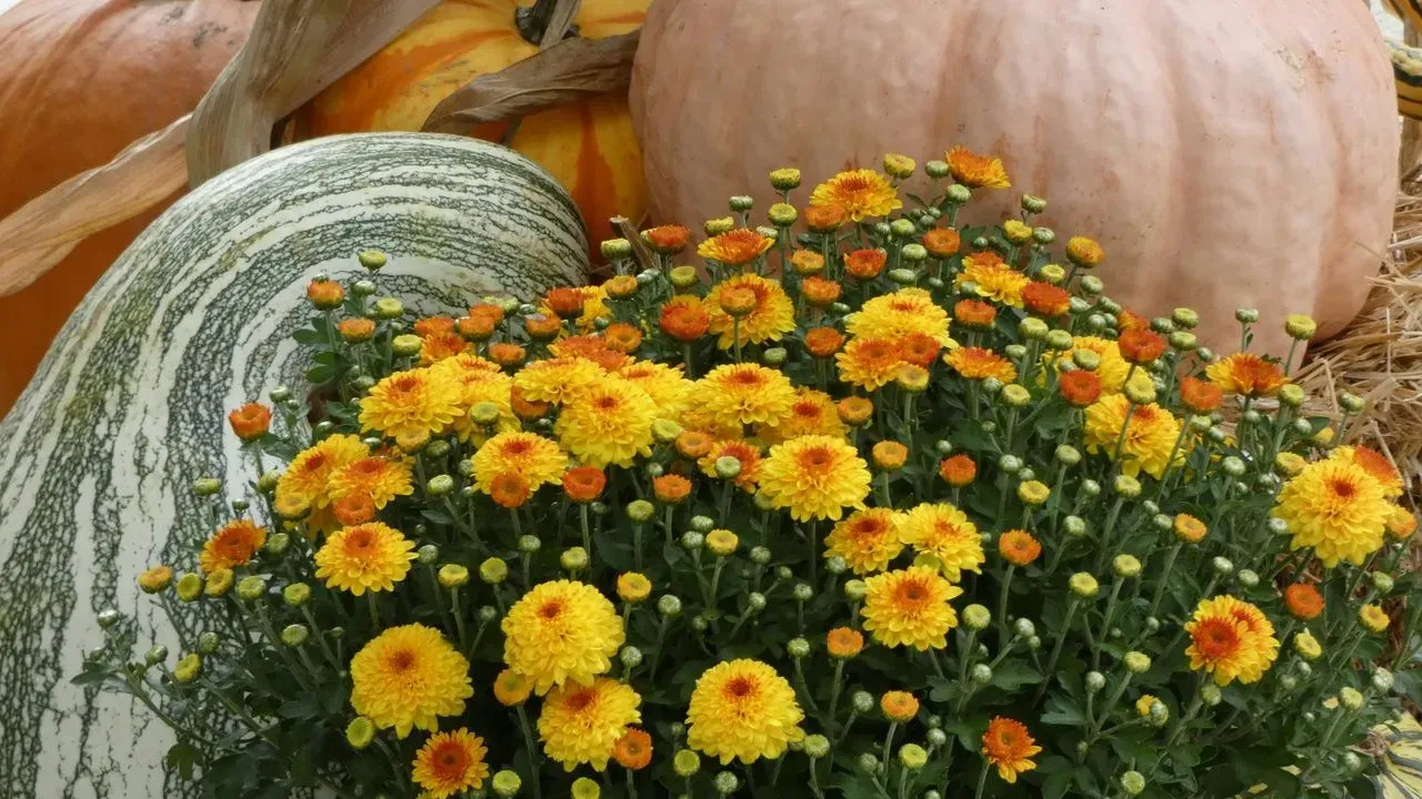 Mums: The Effortless Way to Dress Up Your Front Porch for Fall