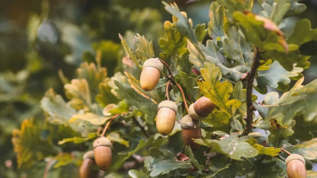 Acorns: Free Fall Nutrition Waiting in Your Yard - Featured image