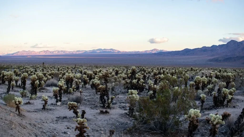 Cholla Cactus Brings Rose Rival Blooms to Dry Gardens - Featured image