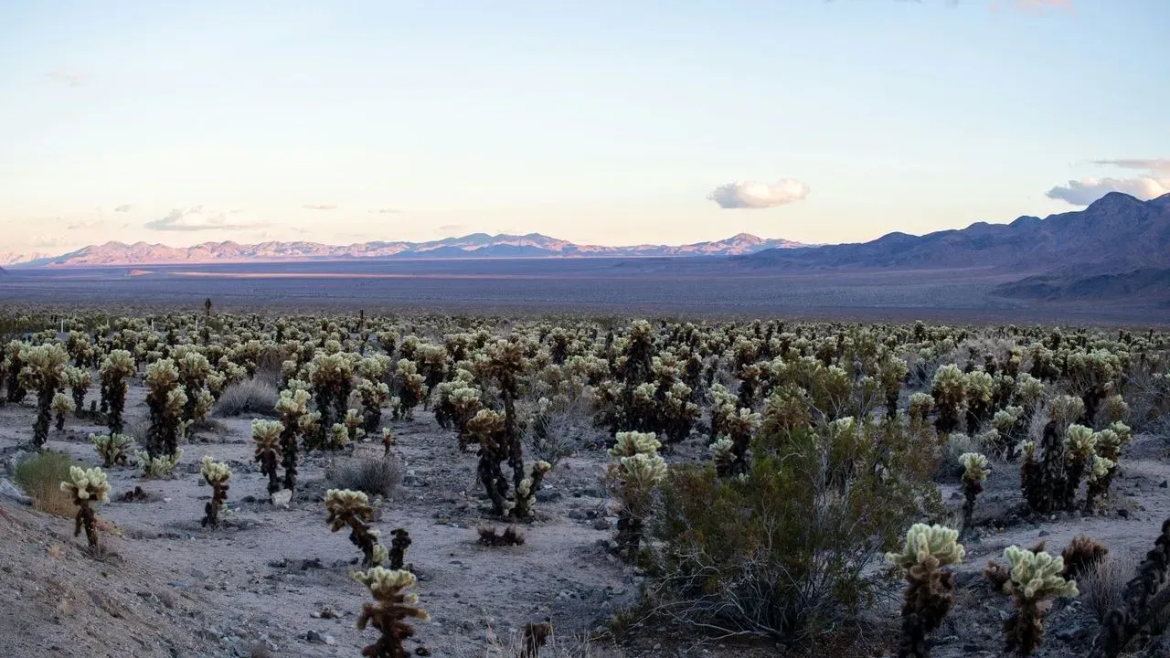 Cholla Cactus Brings Rose Rival Blooms to Dry Gardens