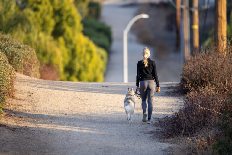 6 Dogs That Need a Big Backyard and Loads of Activity - Featured image