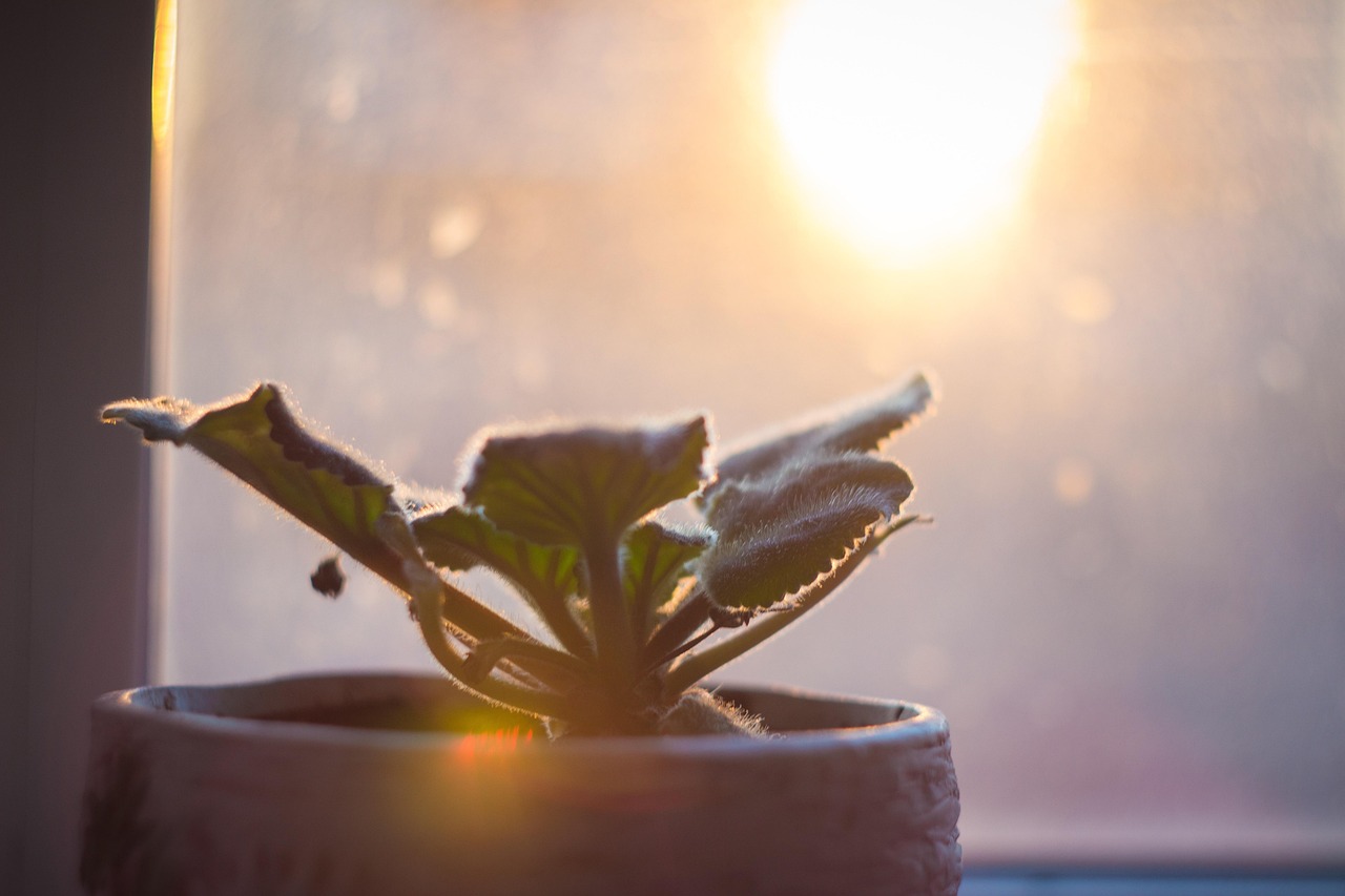 The Reason Some Houseplants Droop at the Exact Same Time Every Evening
