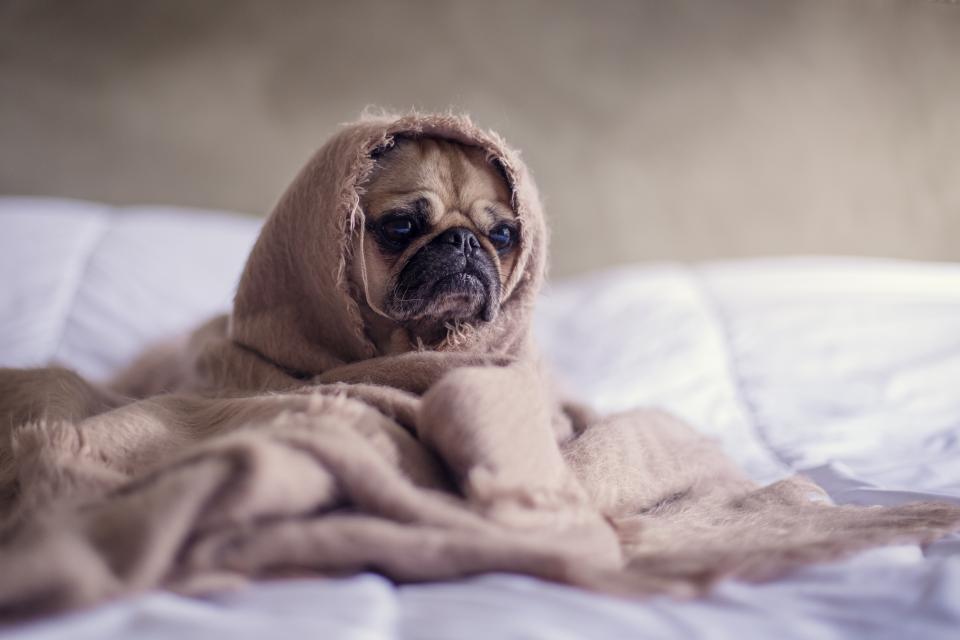The Paw Pad Check Vets Recommend After Every Winter Walk - Featured image