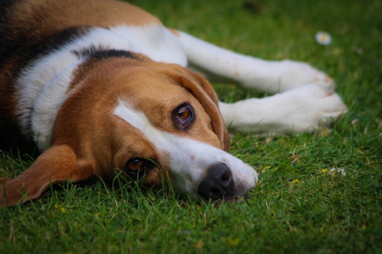 The Brown Spots Your Dog Leaves on the Lawn – and the Fix That Actually Works - Featured image
