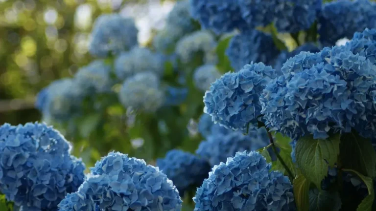 Overlooked Hydrangeas Worth Growing - Featured image
