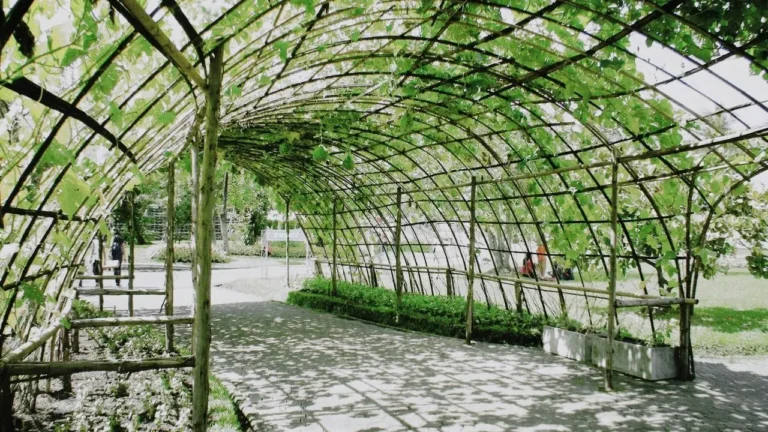 Shade Tree Gone: Rescue Exposed Garden Plants Fast - Featured image