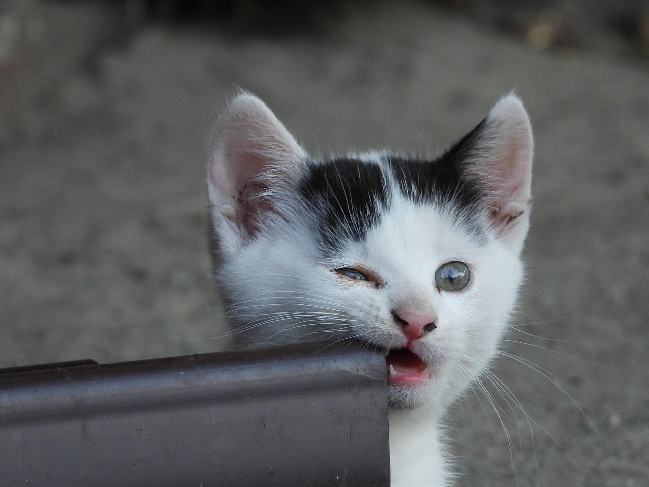 Why Cats Lick Your Hand and Then Gently Bite It