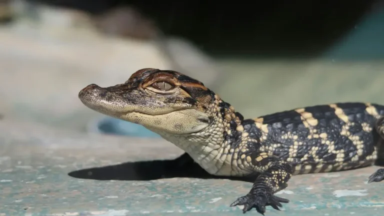 Manatee County Homeowner Encounters Large Alligator in Backyard - Featured image