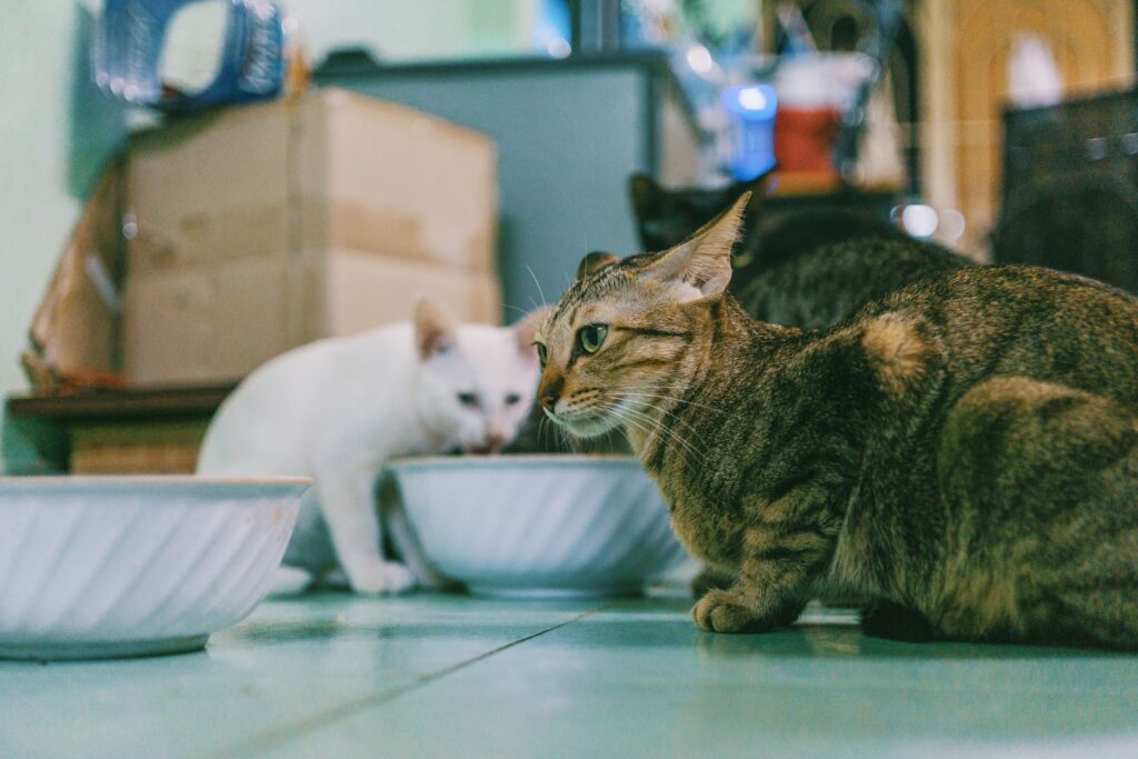 Why Cats Paw at the Floor Around Their Food Bowl - Featured image