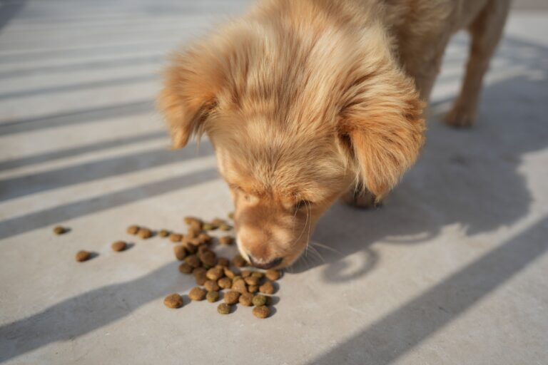Why Some Dogs Suddenly Stop Eating Their Favorite Food - Featured image