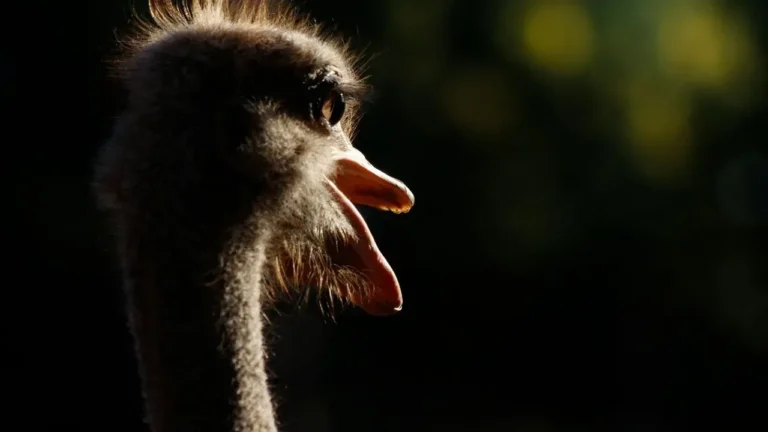 Kentucky Man Farms Ostriches After Meat Allergy - Featured image