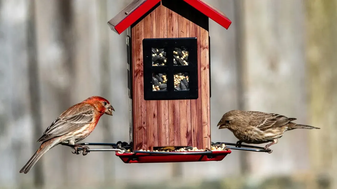 Fill Bird Feeders Before the First Hard Frost