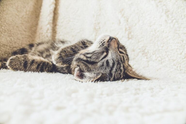 Why Cats Sleep Up to 16 Hours a Day - Featured image