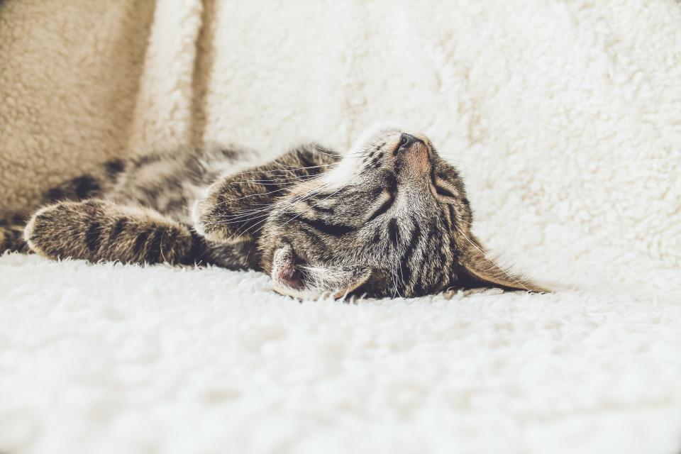 Why Cats Sleep Up to 16 Hours a Day