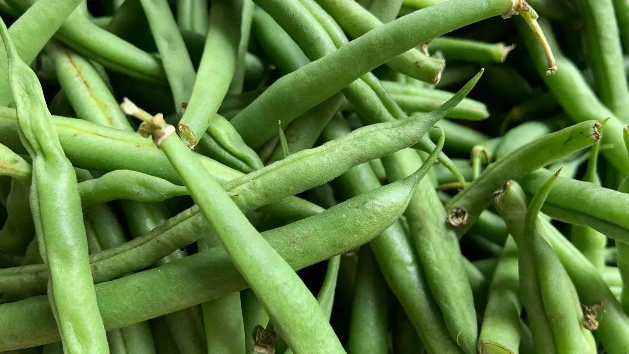 Extend the Season: How to Time a Fall Green Bean Harvest
