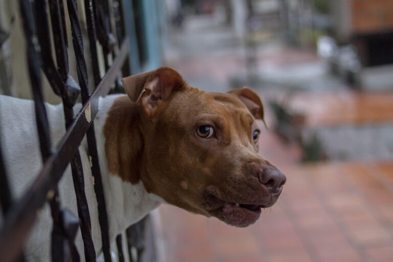 Why Dogs "Talk Back" With Grumbling Sounds When Told No - Featured image
