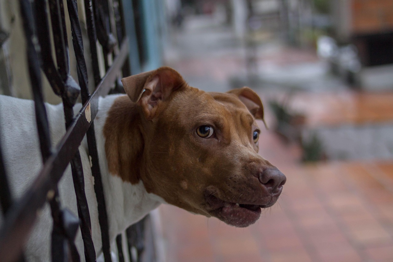 Why Dogs "Talk Back" With Grumbling Sounds When Told No