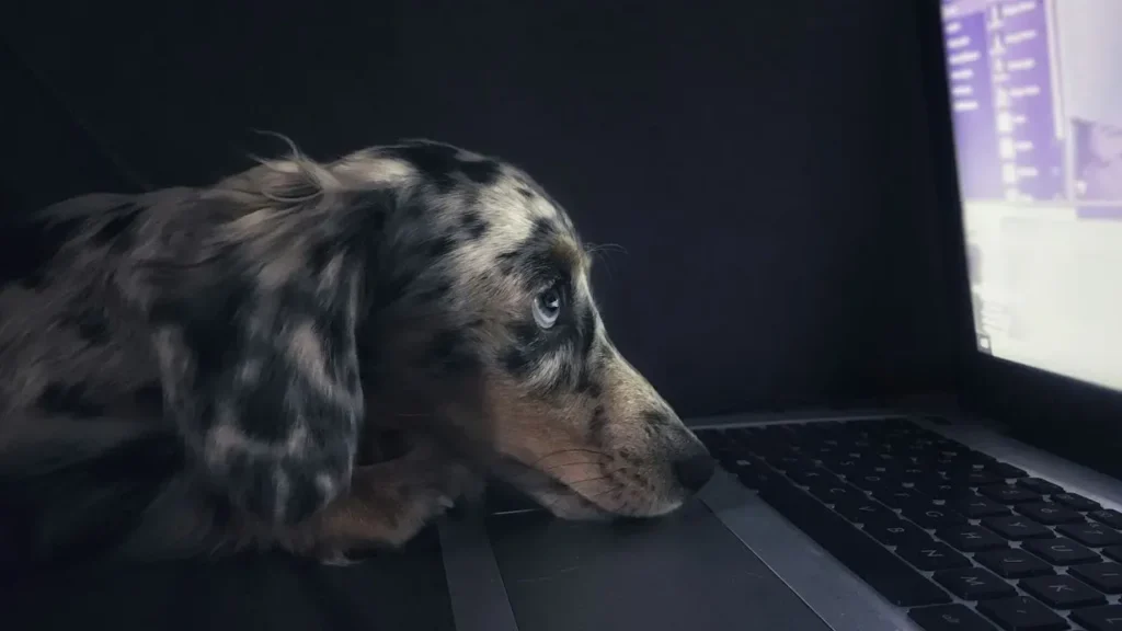 AI Promises to Decode Animal Voices, Raising Fresh Questions on Privacy - Featured image