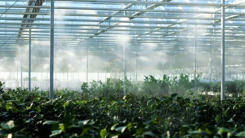 No Heating Bills Needed: How Unheated Greenhouses Deliver Fresh Produce Through Winter - Featured image