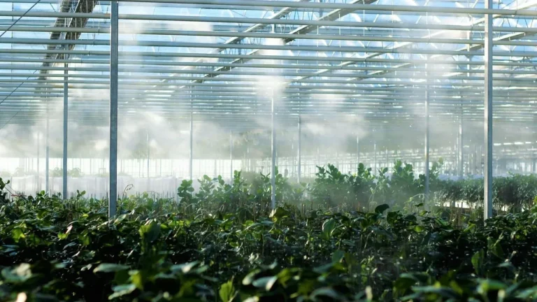No Heating Bills Needed: How Unheated Greenhouses Deliver Fresh Produce Through Winter - Featured image