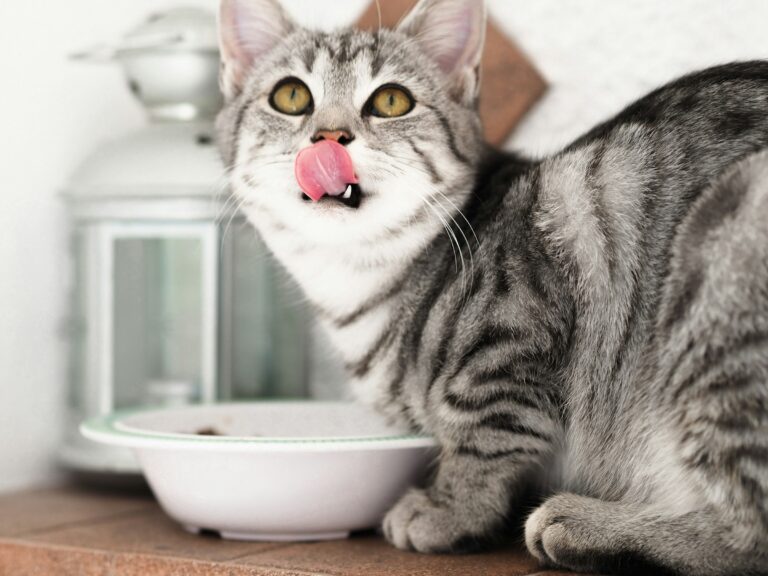 Why Your Cat Wakes You Up at 5 AM Every Single Day - Featured image