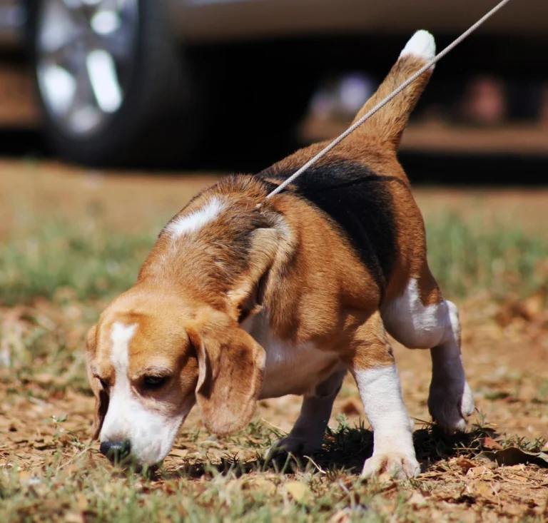 Why Dogs Sniff Each Other the Moment They Meet - Featured image