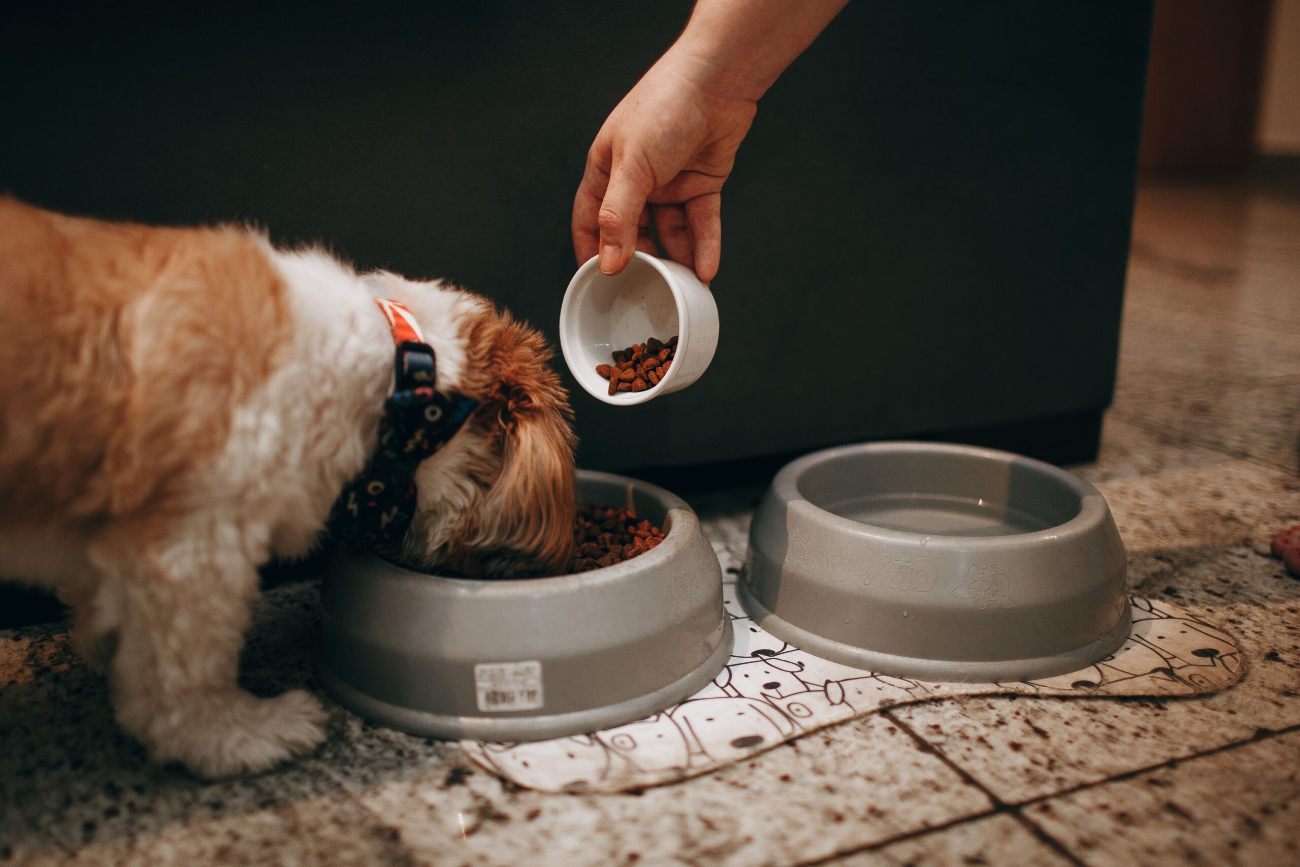 The Food Bowl Habit That's Quietly Stressing Out Your Dog