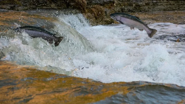 Small Fishers Challenge Salmon Processing Giants - Featured image
