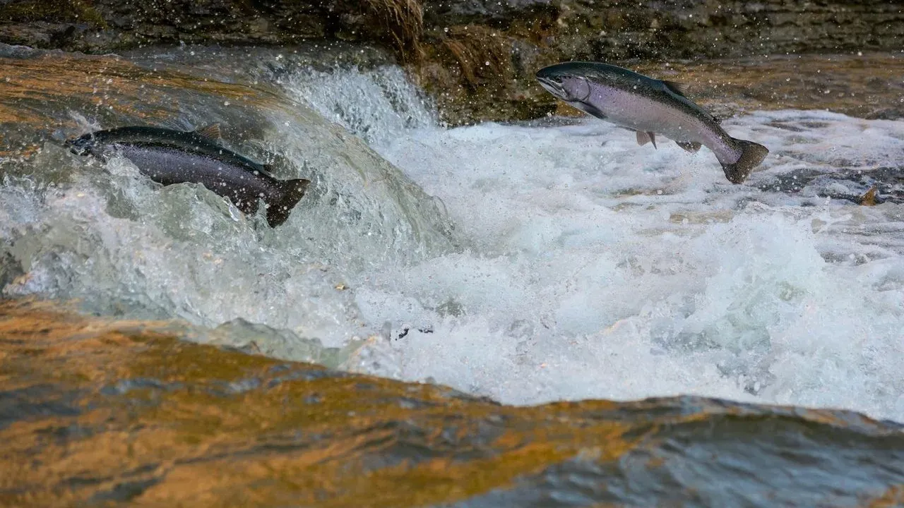 Small Fishers Challenge Salmon Processing Giants