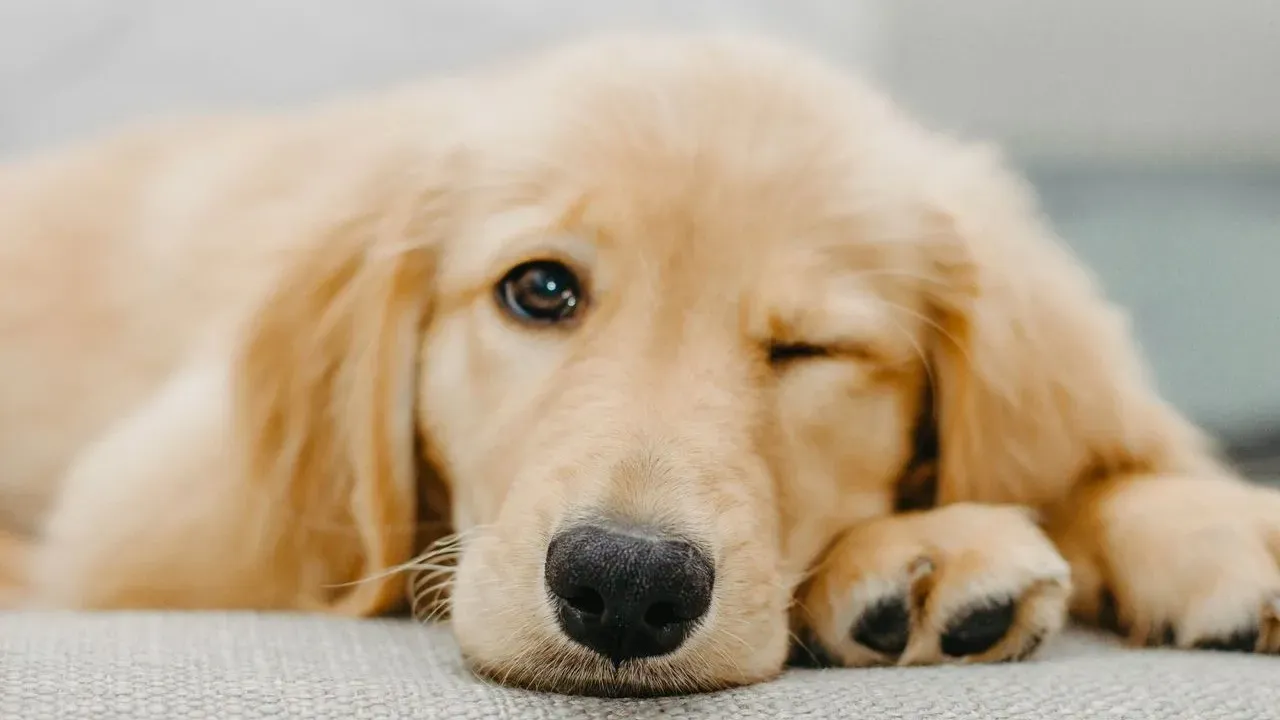 Golden Retriever Turns Intruder Visit Into an Invitation to Play