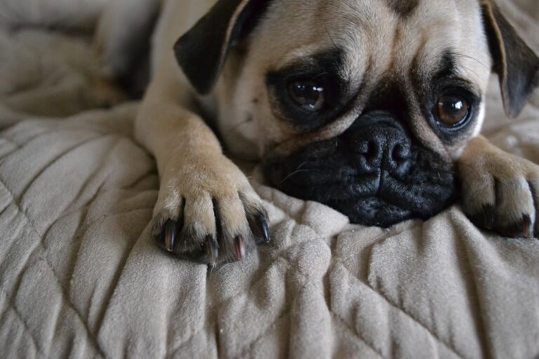 Why So Many Dogs Hate Having Their Paws Touched - Featured image