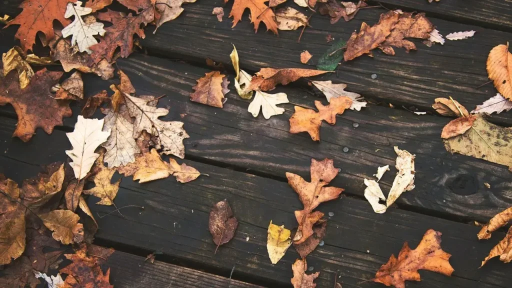 Fall Turns Patios Into Cozy Outdoor Living Rooms - Featured image