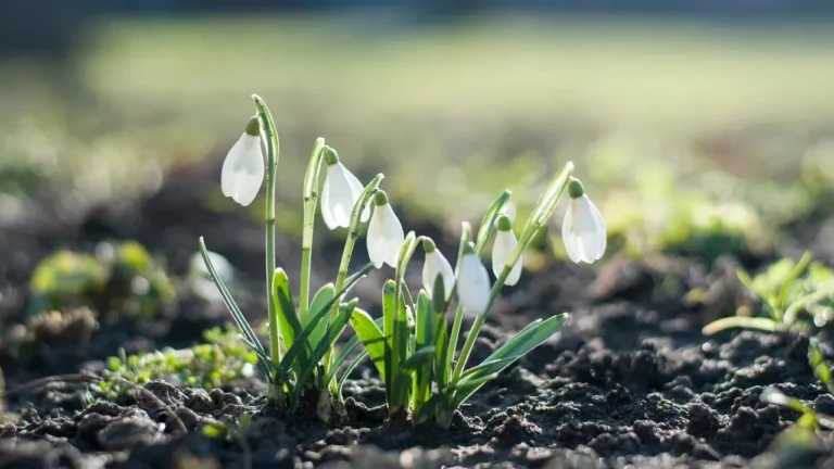 Gardeners Reconsider Summer as Heat Takes Toll - Featured image