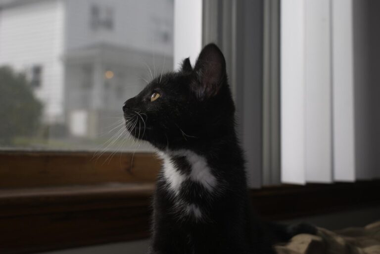 The Reason Some Cats Chirp at Birds Through the Window - Featured image