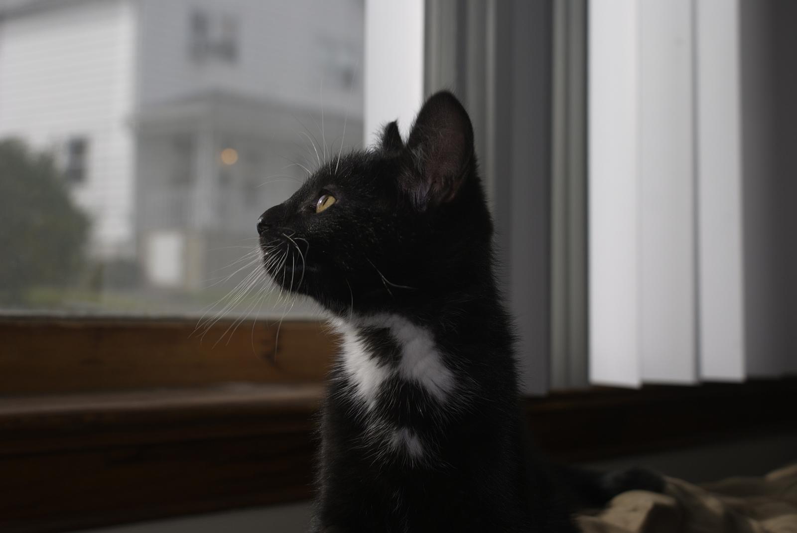 The Reason Some Cats Chirp at Birds Through the Window