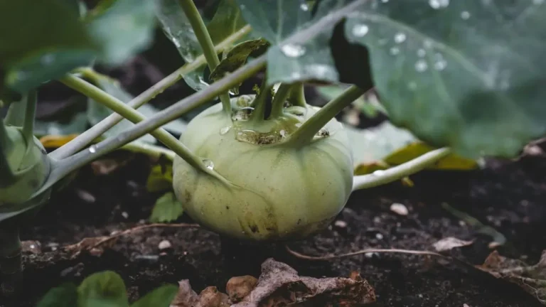 Turnips Love Cooling Weather: Plant Them Now - Featured image