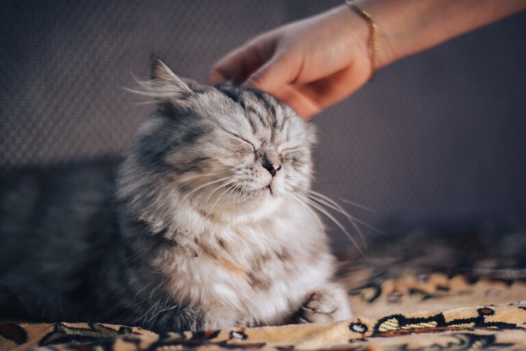 10 Subtle Signs Your Cat Has Bonded With You More Than You Think - Featured image