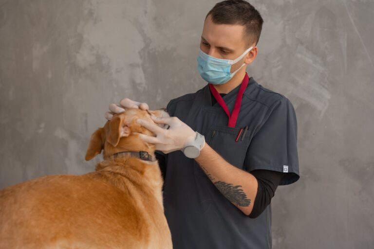 The Warm, Dry Nose Myth Vets Wish Dog Owners Would Stop Believing - Featured image