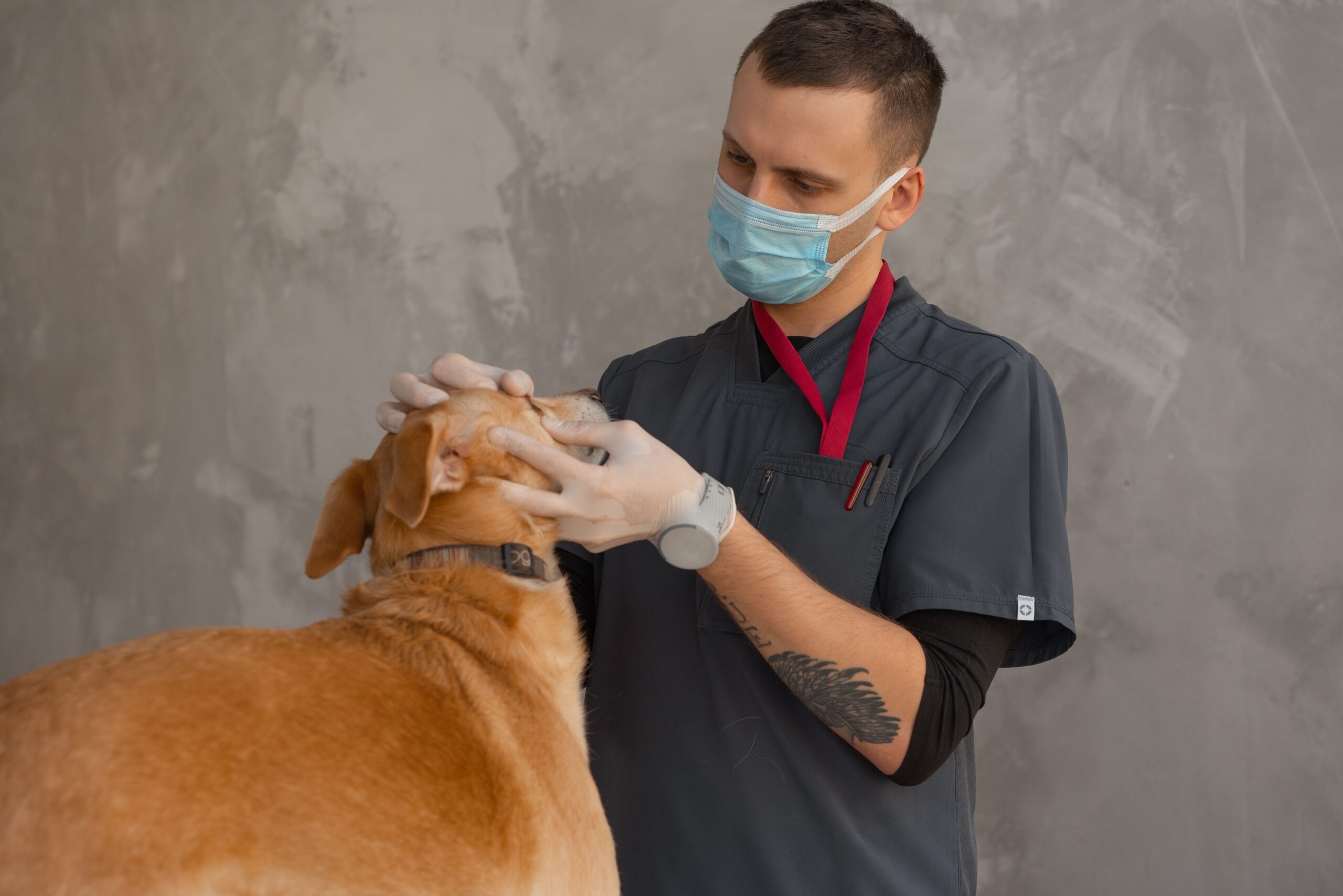The Warm, Dry Nose Myth Vets Wish Dog Owners Would Stop Believing