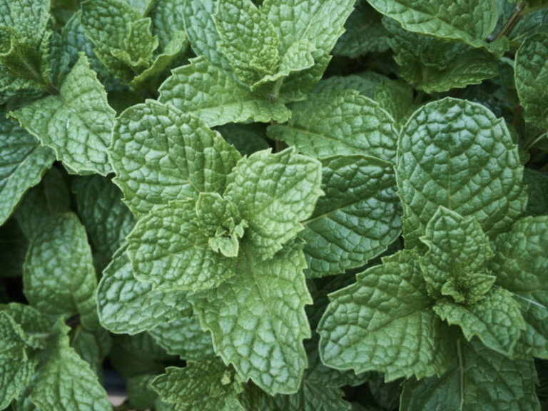 Why Your Mint Takes Over the Garden While Your Basil Struggles to Survive - Featured image