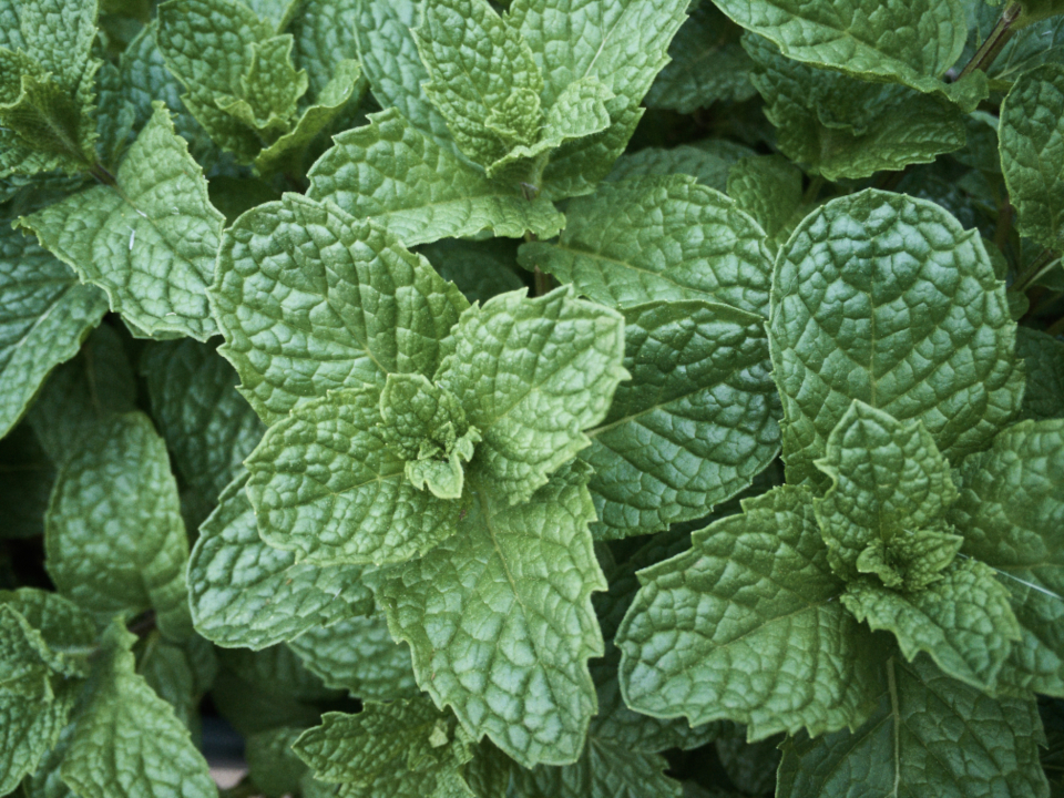 Why Your Mint Takes Over the Garden While Your Basil Struggles to Survive - Featured image
